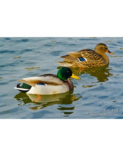 Western Mallards