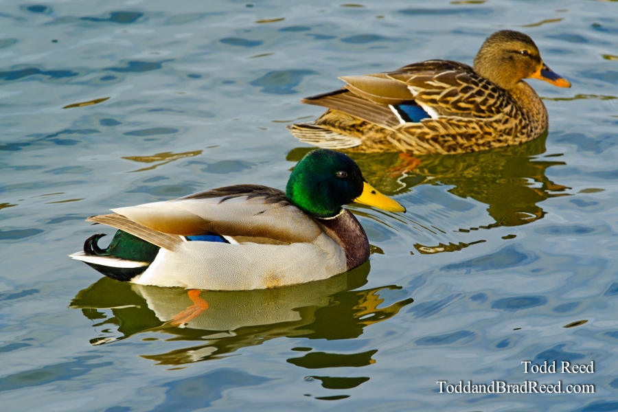 Western Mallards