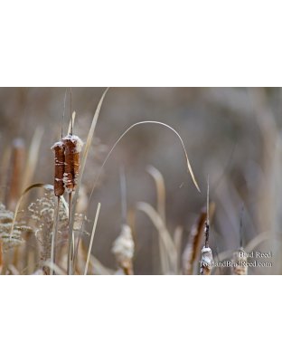 Michigan Wetlands