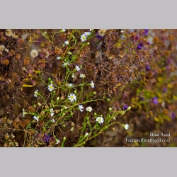 December Flowers