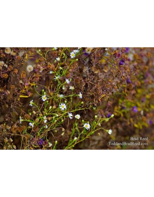December Flowers