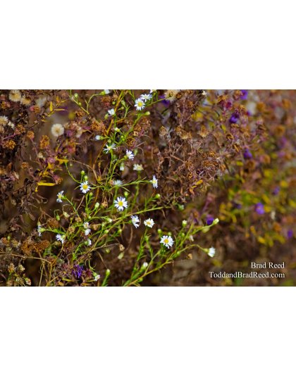 December Flowers
