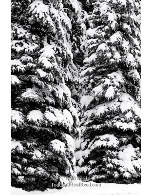 Winter Symmetree