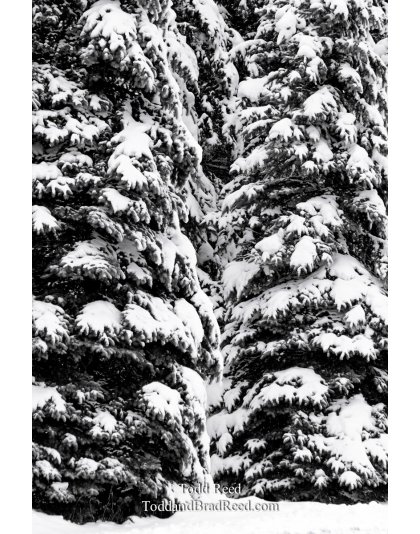 Winter Symmetree
