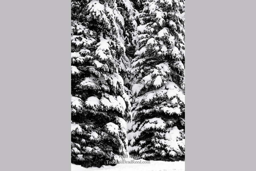 Winter Symmetree