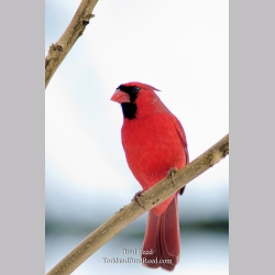 Christmas Cardinal