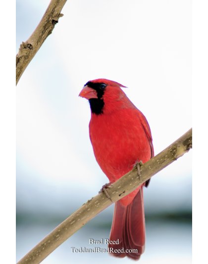 Christmas Cardinal