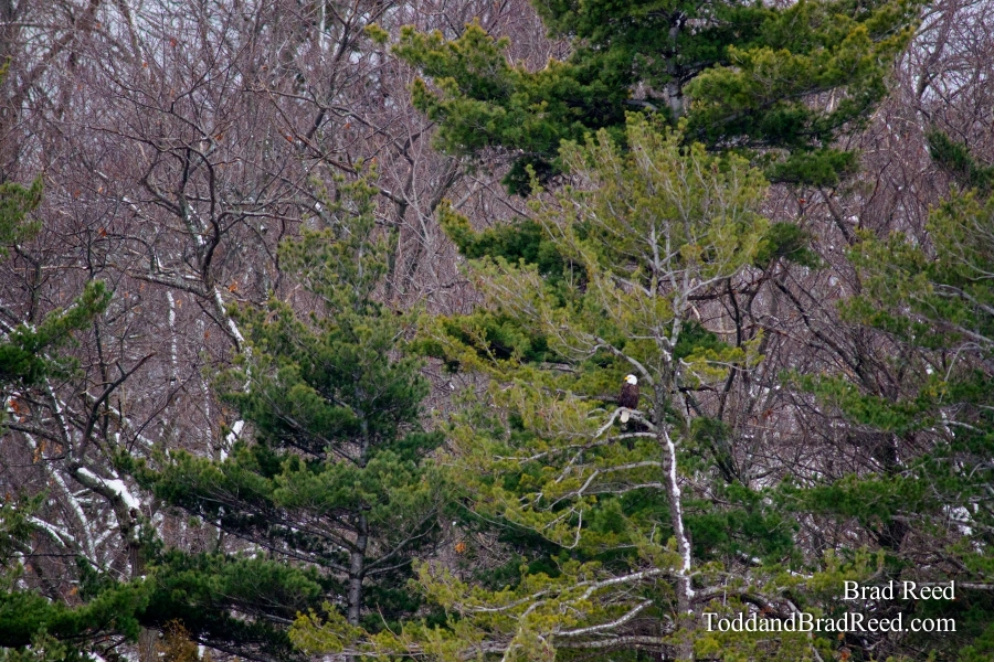 Epworth Eagle