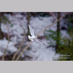 On Seagull\'s Wings