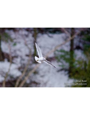 On Seagull's Wings