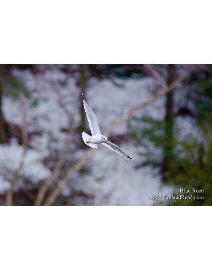 On Seagull's Wings