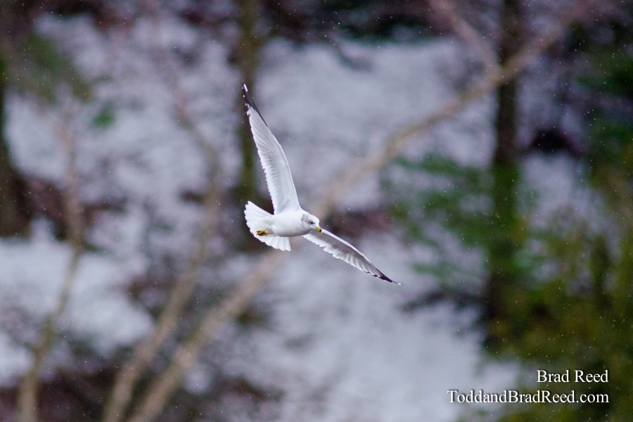 On Seagull's Wings