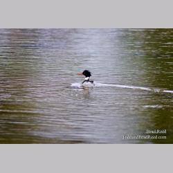 Merganser on the Move