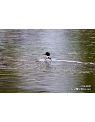 Merganser on the Move