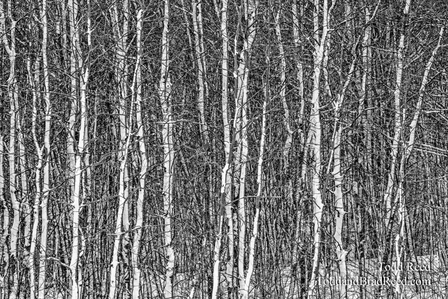 White Woods - black and white