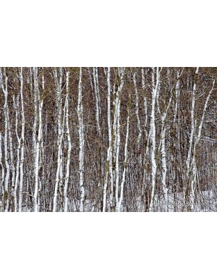 White Woods 