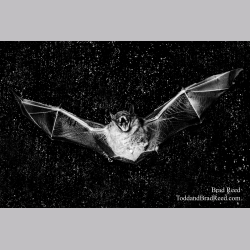 Bat Man