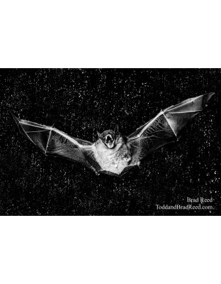 Bat Man