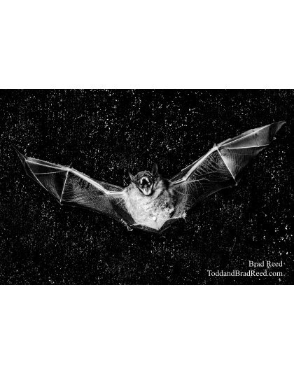 Bat Man