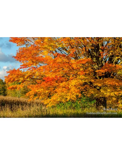 Maple Glory