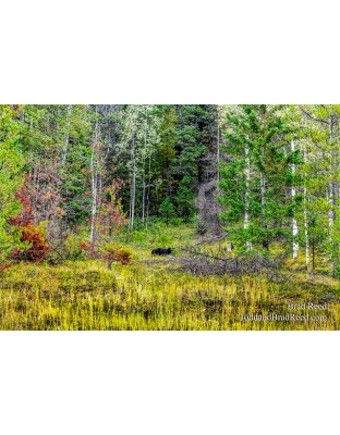 Panorama Black Bear