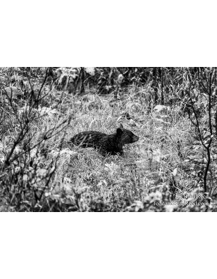 Following Mama Bear