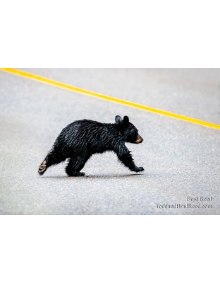 Bear Crossing