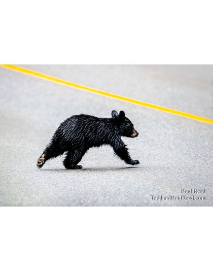 Bear Crossing