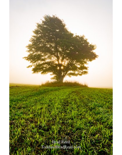 Kinney Road Tree in Fog (3043)