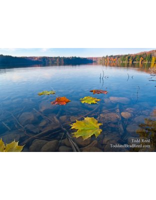 Floating Into Fall