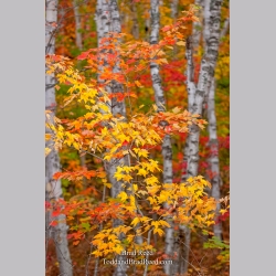Taken at Gerlach Workshop in Munising (4134)