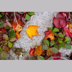 Taken at Gerlach Workshop in Munising (4141)
