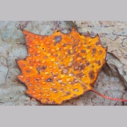 Taken at Gerlach Workshop in Munising (4265)