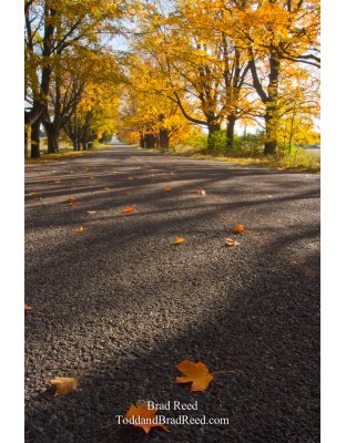 Fall Leaves on Conrad Road (4438)