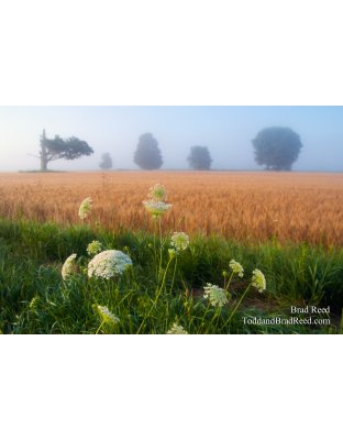 Field of Dreams
