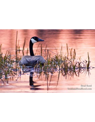 Evening Tranquility
