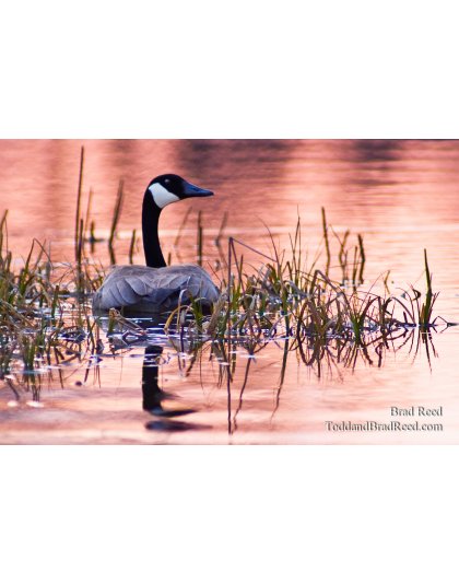 Evening Tranquility