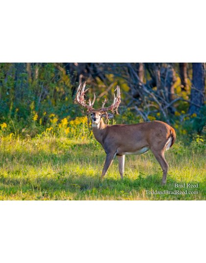 Legends Deer Ranch (7819)