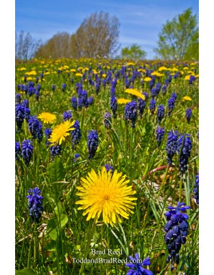 May (8035)