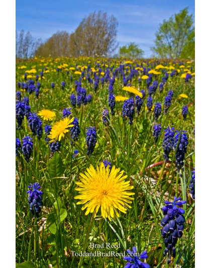 May (8035)