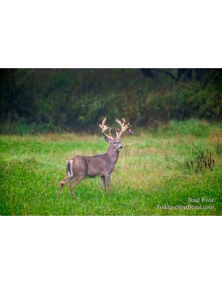 Legends Deer Ranch (8328)