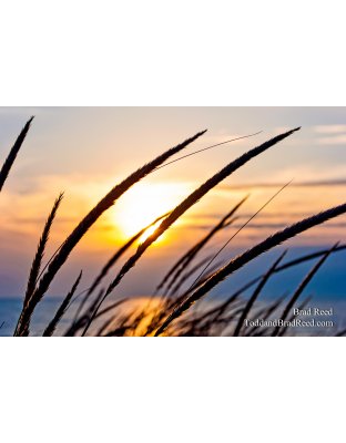 365 Week 13 (8684)