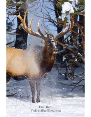 Amber Elk Ranch