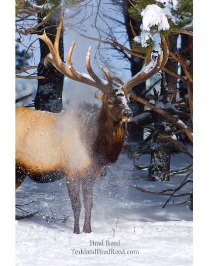 Amber Elk Ranch