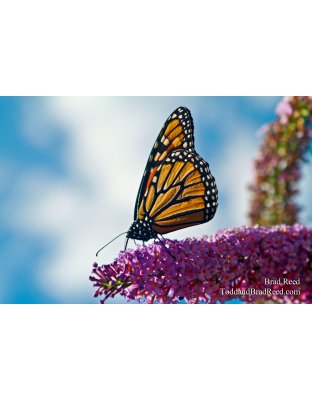 Butterfly (0226)