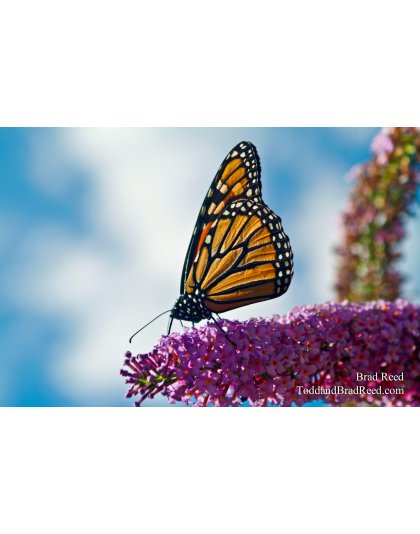 Butterfly (0226)