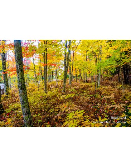 Fall Tapestries