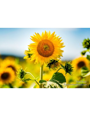 Fresh Flowers