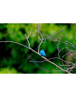 Indigo Bunting