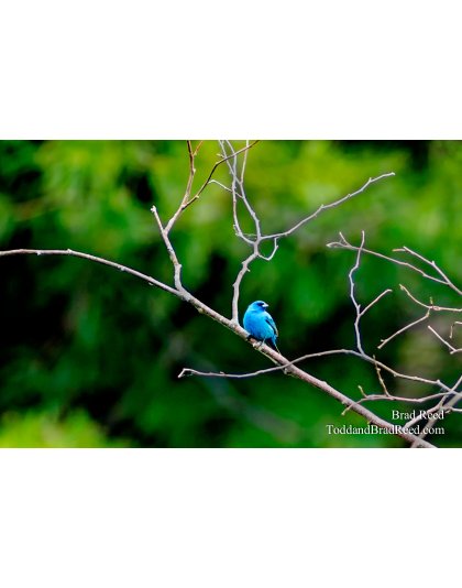 Indigo Bunting